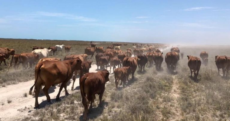 cattle station solar
