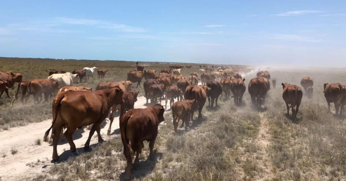 Read more about the article Cattle station driving sustainability with solar & battery system payment plan