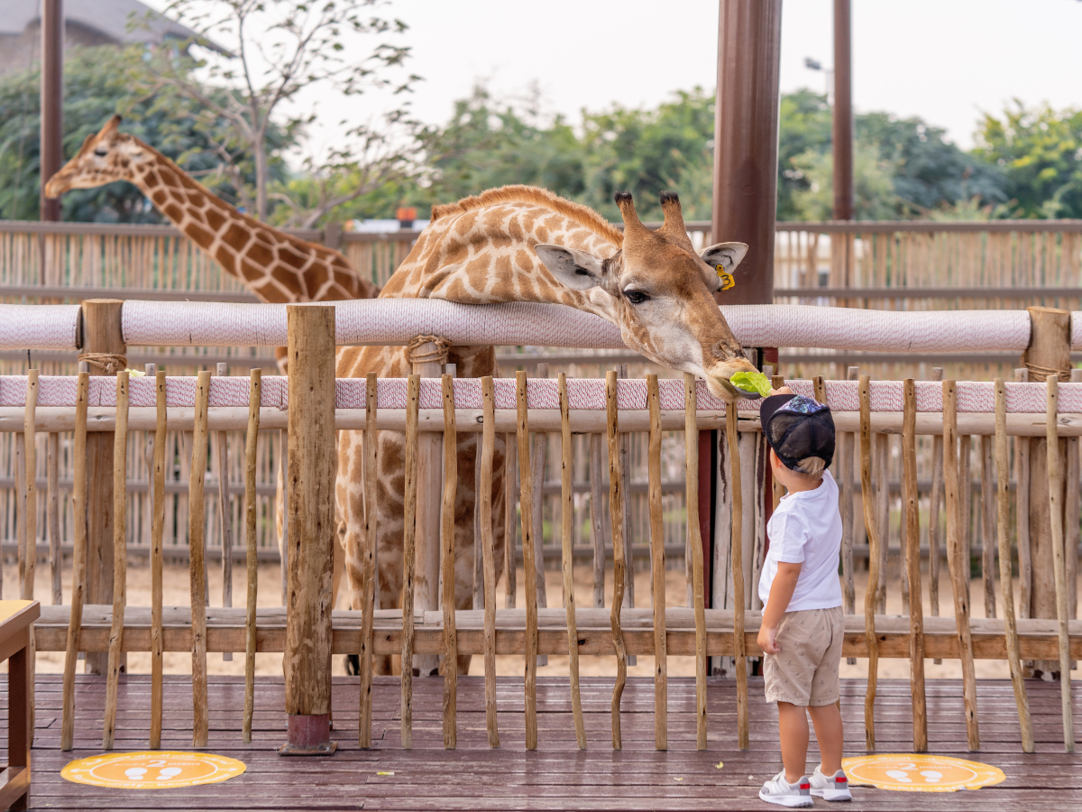 Read more about the article Sydney Zoo goes solar