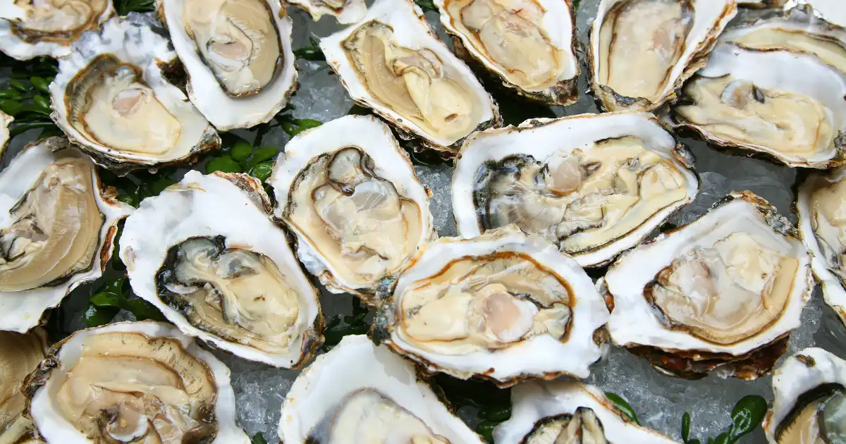 Read more about the article Solar-powered seafood at Tim & Terry’s Oyster Supply