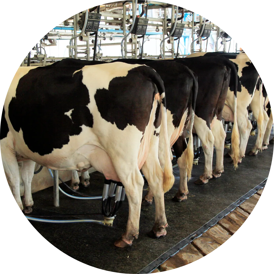 You are currently viewing Zeerust dairy farm