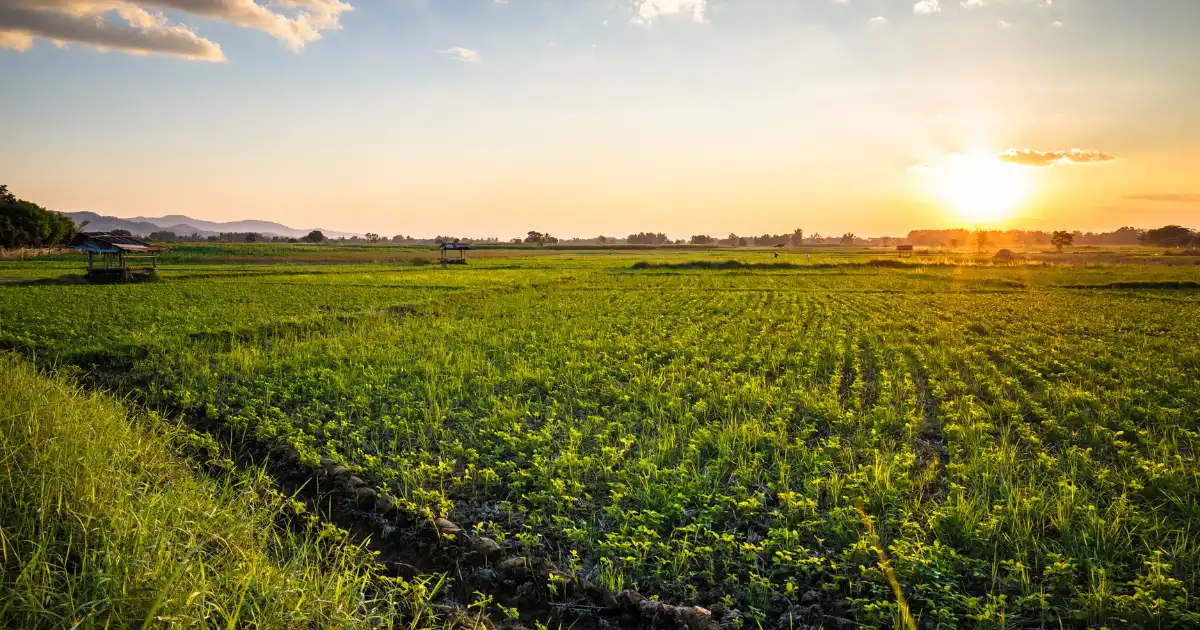 Read more about the article SA farm’s savvy battery investment