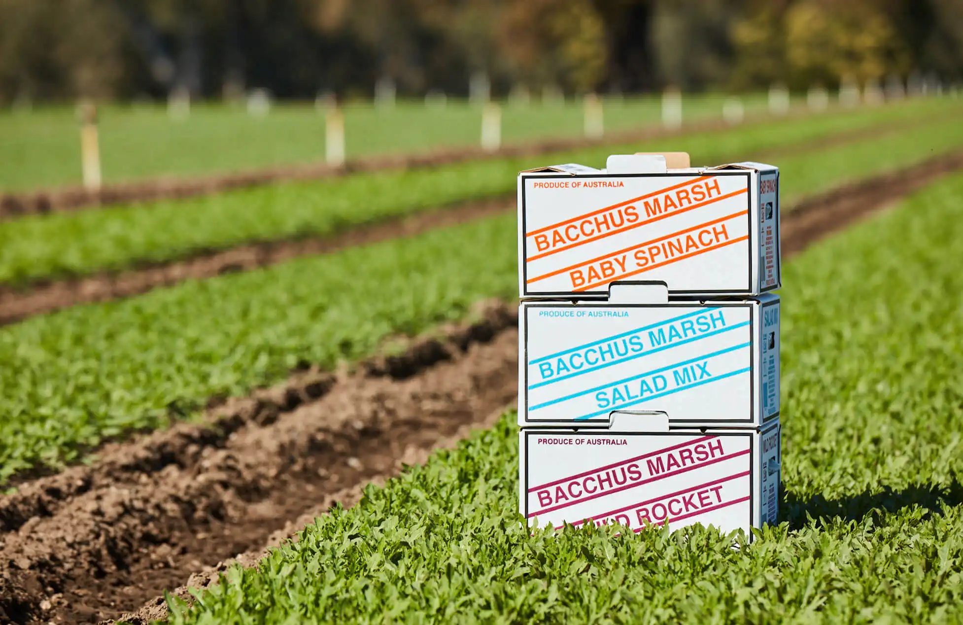 You are currently viewing Tripod Farmers powers sustainable farming with large-scale solar